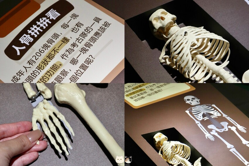 臺中免門票特展｜發現第一人－臺中站．從玩樂中學習考古工序與知