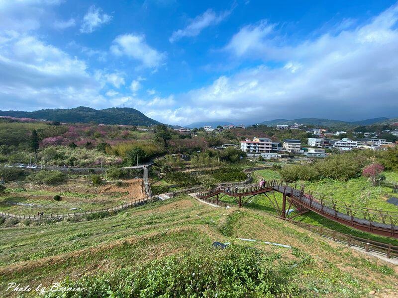 平菁街42巷寒櫻~最美櫻花巷粉紅風爆來襲 @Bernice的隨手筆記
