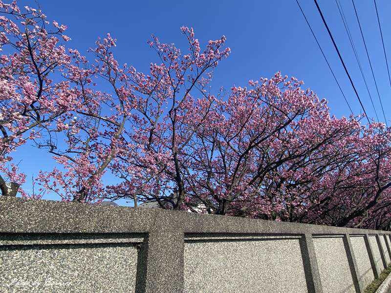 平菁街42巷寒櫻~最美櫻花巷粉紅風爆來襲 @Bernice的隨手筆記