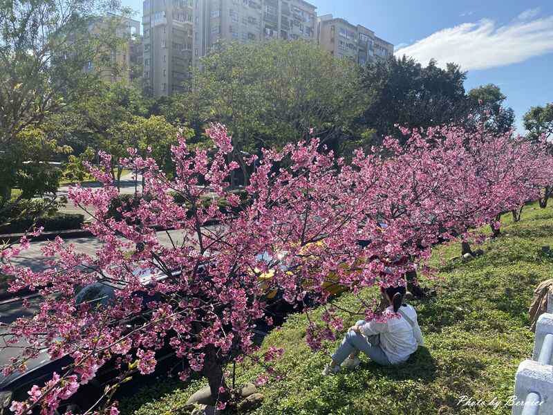 河岸櫻花步道~超好親近悠閒賞櫻花兒 @Bernice的隨手筆記