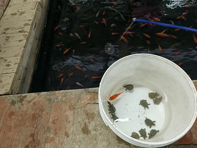 親子遊桃園!「陽榮生態農場」釣螃蟹撈魚初體驗超有趣,親子旅遊推薦。