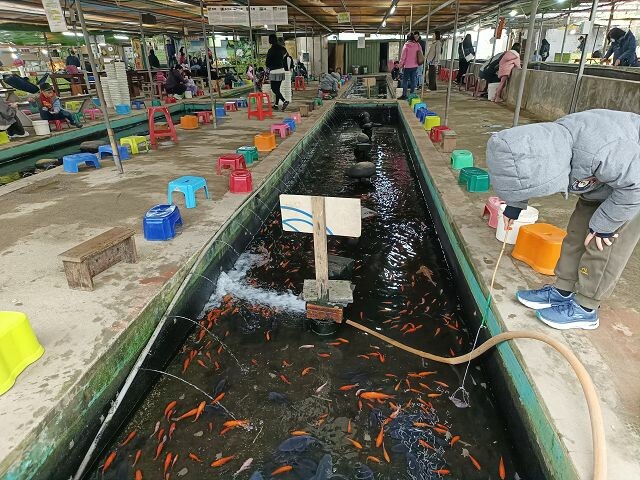 親子遊桃園!「陽榮生態農場」釣螃蟹撈魚初體驗超有趣,親子旅遊推薦。