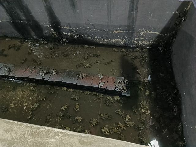 親子遊桃園!「陽榮生態農場」釣螃蟹撈魚初體驗超有趣,親子旅遊推薦。