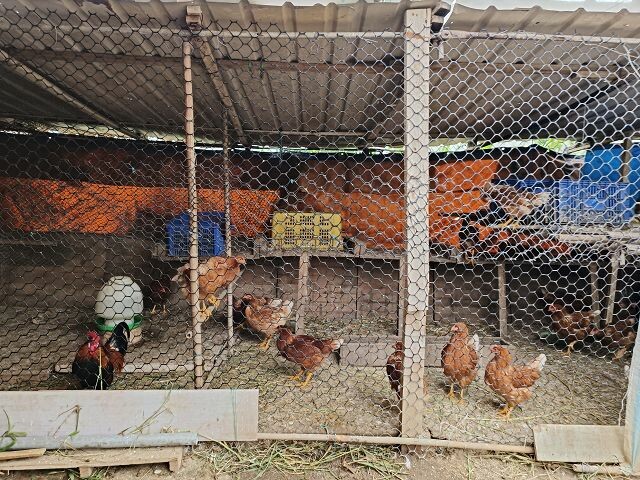親子遊桃園!「陽榮生態農場」釣螃蟹撈魚初體驗超有趣,親子旅遊推薦。