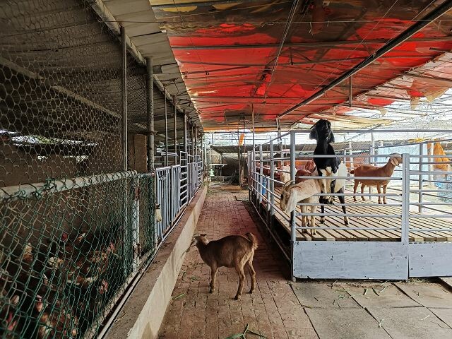 親子遊桃園!「陽榮生態農場」釣螃蟹撈魚初體驗超有趣,親子旅遊推薦。
