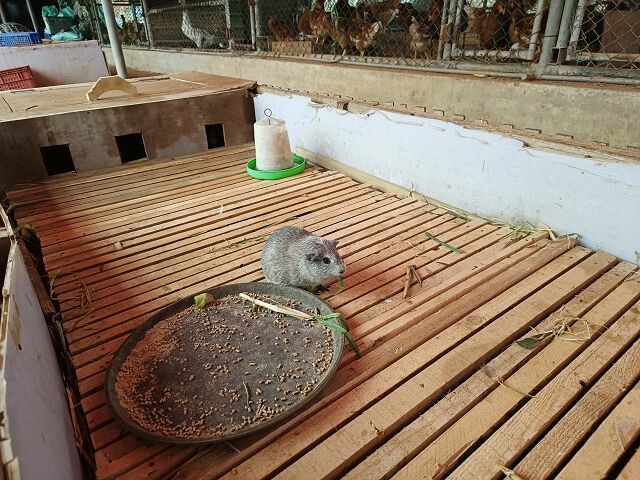 親子遊桃園!「陽榮生態農場」釣螃蟹撈魚初體驗超有趣,親子旅遊推薦。