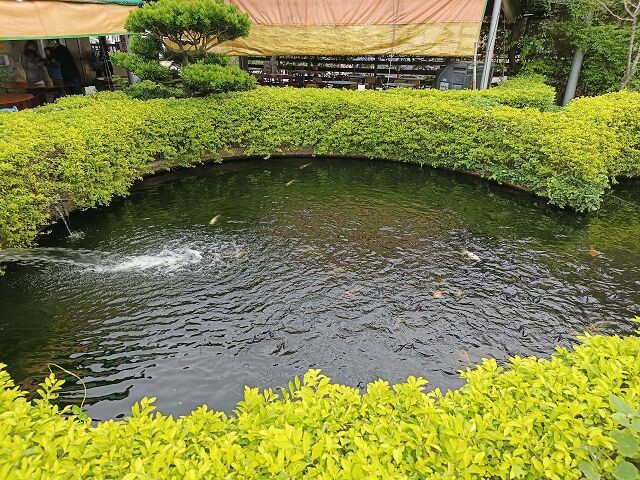 親子遊桃園!「陽榮生態農場」釣螃蟹撈魚初體驗超有趣,親子旅遊推薦。