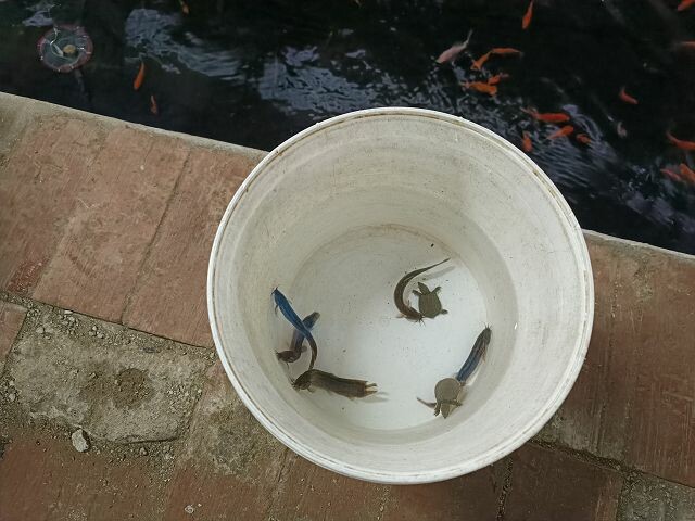 親子遊桃園!「陽榮生態農場」釣螃蟹撈魚初體驗超有趣,親子旅遊推薦。