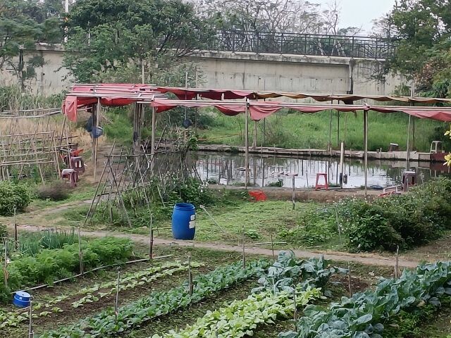 親子遊桃園!「陽榮生態農場」釣螃蟹撈魚初體驗超有趣,親子旅遊推薦。