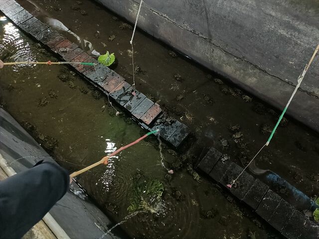 親子遊桃園!「陽榮生態農場」釣螃蟹撈魚初體驗超有趣,親子旅遊推薦。