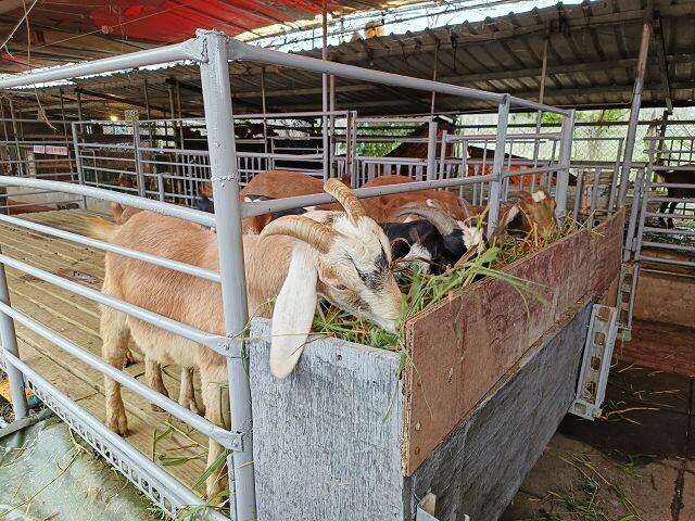 親子遊桃園!「陽榮生態農場」釣螃蟹撈魚初體驗超有趣,親子旅遊推薦。