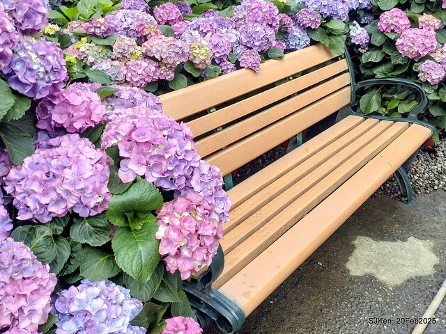 2025台北大安森林公園繡球花展(Hydrangeas exhibition at Da-An forest park), Taipei, Taiwan, SJKen, Feb 20, 2025. 2025台北大安森林公園繡球花展(Hydrangeas exhibition at Da-An forest park), Taipei, Taiwan, SJKen, Feb 20, 2025.