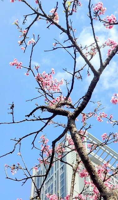 (2025 雙北平地賞櫻系列第六拍)「台北市政府北大門旁賞櫻」(Cherry Blossoms at north door of Taipei City Hall , Feb 15, 2025.