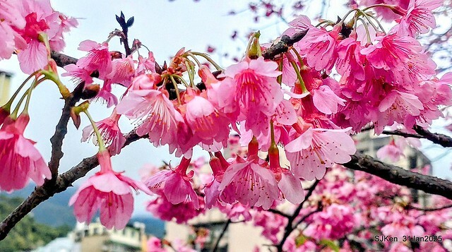 2025雙北平地賞櫻第四拍( --- 汐止文化櫻花季康誥溪櫻花大道(Cherry Blossoms at the creekside of Kangau creek), Hsingi district, Hsinpei city, SJKen, Jan 31, 2025.