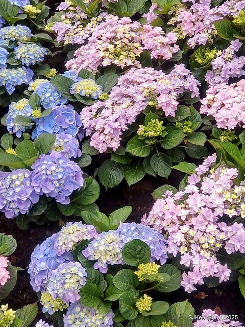 2025台北大安森林公園繡球花展(Hydrangeas exhibition at Da-An forest park), Taipei, Taiwan, SJKen, Feb 20, 2025. 2025台北大安森林公園繡球花展(Hydrangeas exhibition at Da-An forest park), Taipei, Taiwan, SJKen, Feb 20, 2025.