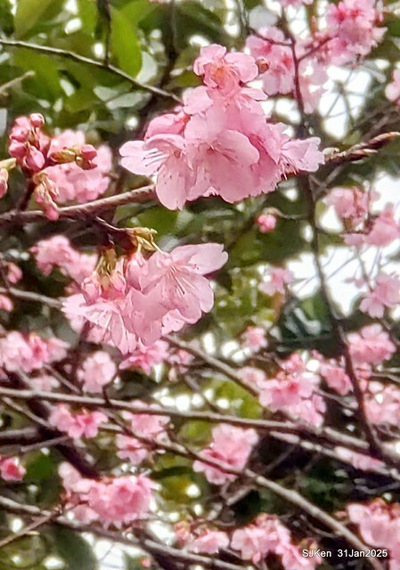 2025雙北平地賞櫻第四拍( --- 汐止文化櫻花季康誥溪櫻花大道(Cherry Blossoms at the creekside of Kangau creek), Hsingi district, Hsinpei city, SJKen, Jan 31, 2025.
