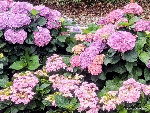 2025台北大安森林公園繡球花展(Hydrangeas exhibition at Da-An forest park), Taipei, Taiwan, SJKen, Feb 20, 2025. 2025台北大安森林公園繡球花展(Hydrangeas exhibition at Da-An forest park), Taipei, Taiwan, SJKen, Feb 20, 2025.