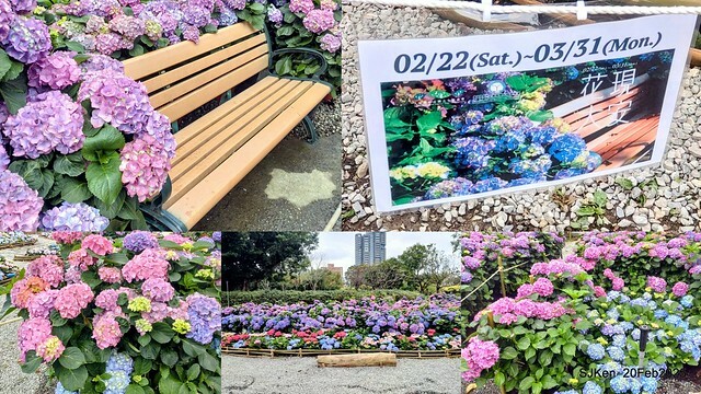 2025台北大安森林公園繡球花展(Hydrangeas exhibition at Da-An forest park), Taipei, Taiwan, SJKen, Feb 20, 2025. 2025台北大安森林公園繡球花展(Hydrangeas exhibition at Da-An forest park), Taipei, Taiwan, SJKen, Feb 20, 2025.