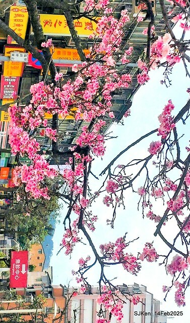 2025 雙北平地賞櫻系列第五拍 --- 北醫附設醫院櫻花(Cherryblossoms at Taipei Medical University Hospital), Taipei, Taiwan, SJKen, Feb 14, 2024. 2025 雙北平地賞櫻系列第五拍 --- 北醫附設醫院櫻花(Cherryblossoms at Taipei Medical University Hospital), Taipei, Taiwan, SJKen, Feb 14, 2024.