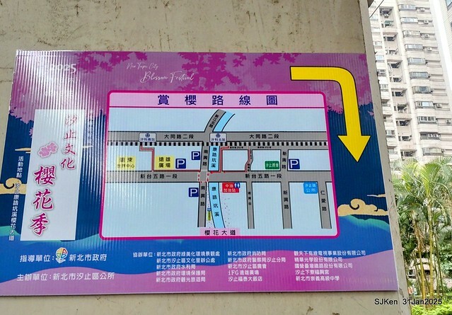 2025雙北平地賞櫻第四拍( --- 汐止文化櫻花季康誥溪櫻花大道(Cherry Blossoms at the creekside of Kangau creek), Hsingi district, Hsinpei city, SJKen, Jan 31, 2025.