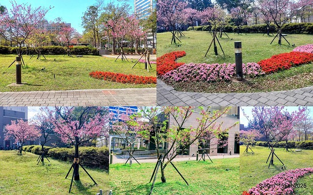 (2025 雙北平地賞櫻系列第六拍)「台北市政府北大門旁賞櫻」(Cherry Blossoms at north door of Taipei City Hall , Feb 15, 2025.