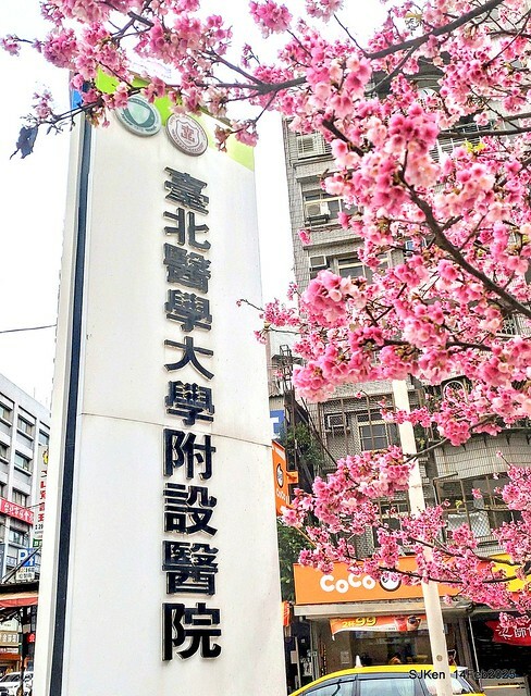 2025 雙北平地賞櫻系列第五拍 --- 北醫附設醫院櫻花(Cherryblossoms at Taipei Medical University Hospital), Taipei, Taiwan, SJKen, Feb 14, 2024. 2025 雙北平地賞櫻系列第五拍 --- 北醫附設醫院櫻花(Cherryblossoms at Taipei Medical University Hospital), Taipei, Taiwan, SJKen, Feb 14, 2024.