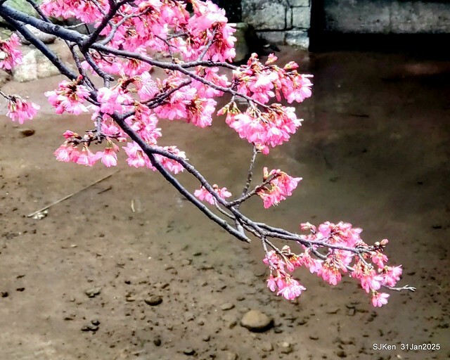 2025雙北平地賞櫻第四拍( --- 汐止文化櫻花季康誥溪櫻花大道(Cherry Blossoms at the creekside of Kangau creek), Hsingi district, Hsinpei city, SJKen, Jan 31, 2025.