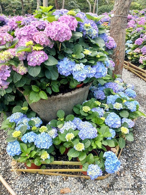 2025台北大安森林公園繡球花展(Hydrangeas exhibition at Da-An forest park), Taipei, Taiwan, SJKen, Feb 20, 2025. 2025台北大安森林公園繡球花展(Hydrangeas exhibition at Da-An forest park), Taipei, Taiwan, SJKen, Feb 20, 2025.