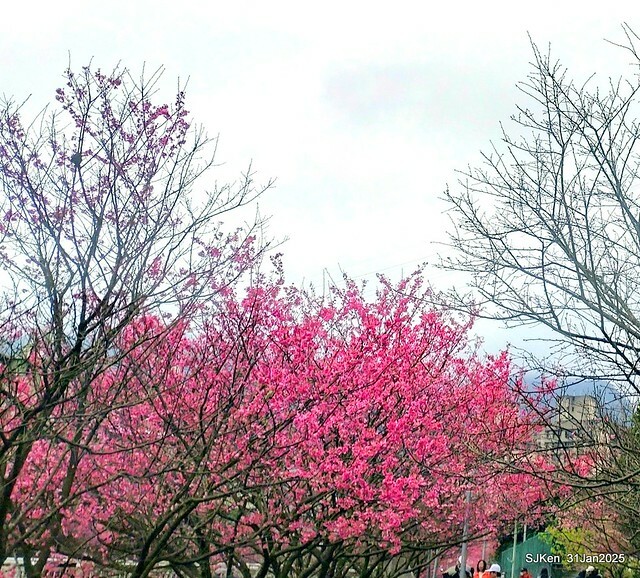 2025雙北平地賞櫻第四拍( --- 汐止文化櫻花季康誥溪櫻花大道(Cherry Blossoms at the creekside of Kangau creek), Hsingi district, Hsinpei city, SJKen, Jan 31, 2025.