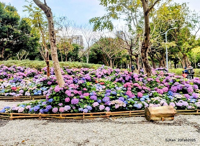 2025台北大安森林公園繡球花展(Hydrangeas exhibition at Da-An forest park), Taipei, Taiwan, SJKen, Feb 20, 2025. 2025台北大安森林公園繡球花展(Hydrangeas exhibition at Da-An forest park), Taipei, Taiwan, SJKen, Feb 20, 2025.