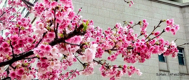 2025 雙北平地賞櫻系列第五拍 --- 北醫附設醫院櫻花(Cherryblossoms at Taipei Medical University Hospital), Taipei, Taiwan, SJKen, Feb 14, 2024. 2025 雙北平地賞櫻系列第五拍 --- 北醫附設醫院櫻花(Cherryblossoms at Taipei Medical University Hospital), Taipei, Taiwan, SJKen, Feb 14, 2024.