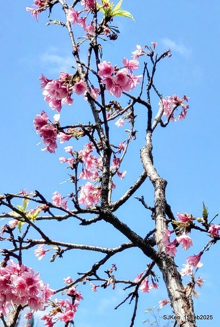 (2025 雙北平地賞櫻系列第六拍)「台北市政府北大門旁賞櫻」(Cherry Blossoms at north door of Taipei City Hall , Feb 15, 2025.