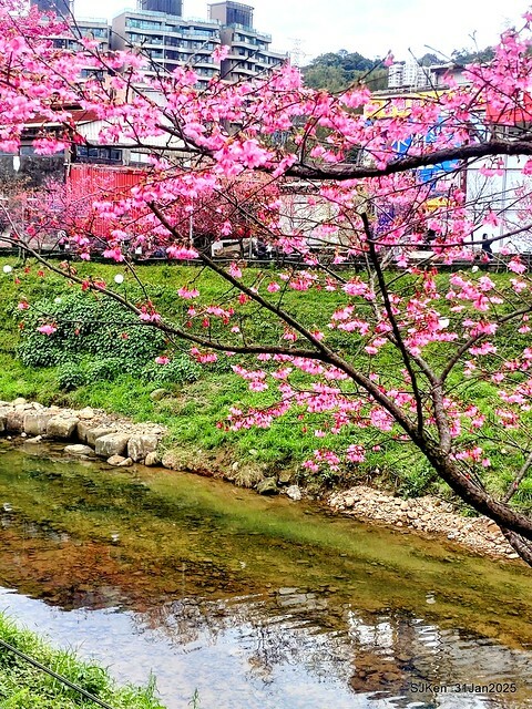 2025雙北平地賞櫻第四拍( --- 汐止文化櫻花季康誥溪櫻花大道(Cherry Blossoms at the creekside of Kangau creek), Hsingi district, Hsinpei city, SJKen, Jan 31, 2025.