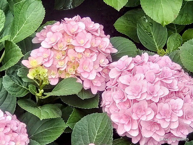 2025台北大安森林公園繡球花展(Hydrangeas exhibition at Da-An forest park), Taipei, Taiwan, SJKen, Feb 20, 2025. 2025台北大安森林公園繡球花展(Hydrangeas exhibition at Da-An forest park), Taipei, Taiwan, SJKen, Feb 20, 2025.