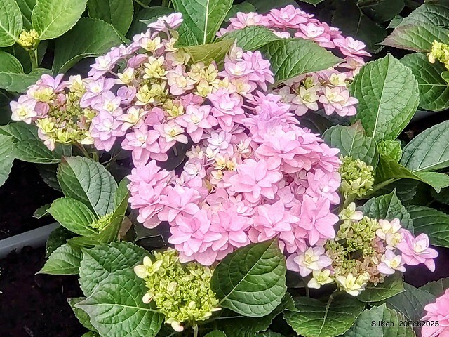 2025台北大安森林公園繡球花展(Hydrangeas exhibition at Da-An forest park), Taipei, Taiwan, SJKen, Feb 20, 2025. 2025台北大安森林公園繡球花展(Hydrangeas exhibition at Da-An forest park), Taipei, Taiwan, SJKen, Feb 20, 2025.