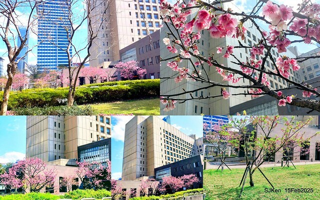 (2025 雙北平地賞櫻系列第六拍)「台北市政府北大門旁賞櫻」(Cherry Blossoms at north door of Taipei City Hall , Feb 15, 2025.