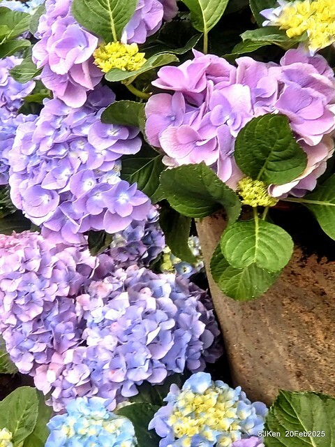 2025台北大安森林公園繡球花展(Hydrangeas exhibition at Da-An forest park), Taipei, Taiwan, SJKen, Feb 20, 2025. 2025台北大安森林公園繡球花展(Hydrangeas exhibition at Da-An forest park), Taipei, Taiwan, SJKen, Feb 20, 2025.