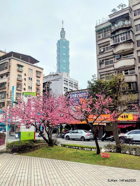 2025 雙北平地賞櫻系列第五拍 --- 北醫附設醫院櫻花(Cherryblossoms at Taipei Medical University Hospital), Taipei, Taiwan, SJKen, Feb 14, 2024. 2025 雙北平地賞櫻系列第五拍 --- 北醫附設醫院櫻花(Cherryblossoms at Taipei Medical University Hospital), Taipei, Taiwan, SJKen, Feb 14, 2024.