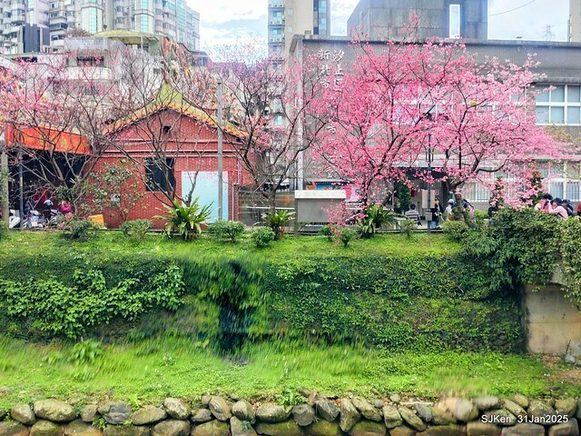 2025雙北平地賞櫻第四拍( --- 汐止文化櫻花季康誥溪櫻花大道(Cherry Blossoms at the creekside of Kangau creek), Hsingi district, Hsinpei city, SJKen, Jan 31, 2025.