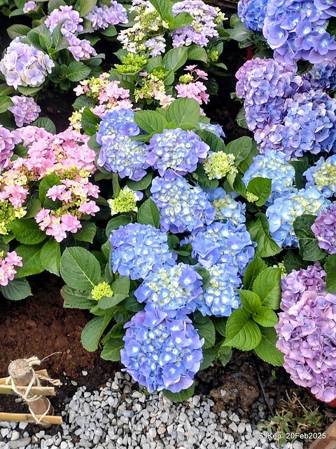 2025台北大安森林公園繡球花展(Hydrangeas exhibition at Da-An forest park), Taipei, Taiwan, SJKen, Feb 20, 2025. 2025台北大安森林公園繡球花展(Hydrangeas exhibition at Da-An forest park), Taipei, Taiwan, SJKen, Feb 20, 2025.