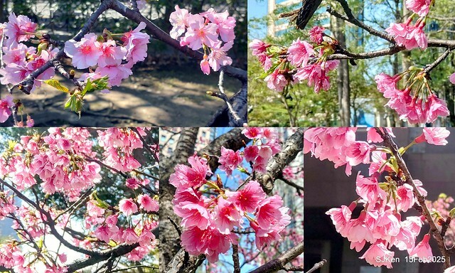 (2025 雙北平地賞櫻系列第六拍)「台北市政府北大門旁賞櫻」(Cherry Blossoms at north door of Taipei City Hall , Feb 15, 2025.