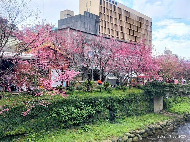 2025雙北平地賞櫻第四拍( --- 汐止文化櫻花季康誥溪櫻花大道(Cherry Blossoms at the creekside of Kangau creek), Hsingi district, Hsinpei city, SJKen, Jan 31, 2025.