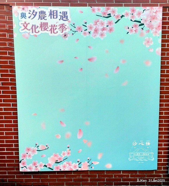 2025雙北平地賞櫻第四拍( --- 汐止文化櫻花季康誥溪櫻花大道(Cherry Blossoms at the creekside of Kangau creek), Hsingi district, Hsinpei city, SJKen, Jan 31, 2025.