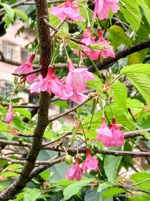 2025雙北平地賞櫻第四拍( --- 汐止文化櫻花季康誥溪櫻花大道(Cherry Blossoms at the creekside of Kangau creek), Hsingi district, Hsinpei city, SJKen, Jan 31, 2025.
