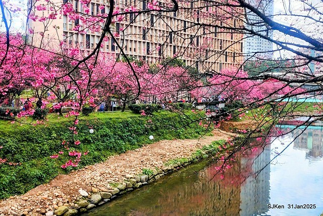 2025雙北平地賞櫻第四拍( --- 汐止文化櫻花季康誥溪櫻花大道(Cherry Blossoms at the creekside of Kangau creek), Hsingi district, Hsinpei city, SJKen, Jan 31, 2025.