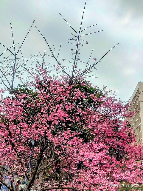 2025雙北平地賞櫻第四拍( --- 汐止文化櫻花季康誥溪櫻花大道(Cherry Blossoms at the creekside of Kangau creek), Hsingi district, Hsinpei city, SJKen, Jan 31, 2025.