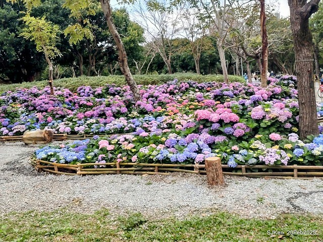 2025台北大安森林公園繡球花展(Hydrangeas exhibition at Da-An forest park), Taipei, Taiwan, SJKen, Feb 20, 2025. 2025台北大安森林公園繡球花展(Hydrangeas exhibition at Da-An forest park), Taipei, Taiwan, SJKen, Feb 20, 2025.