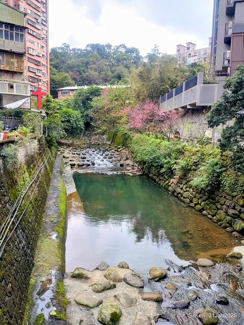 2025雙北平地賞櫻第四拍( --- 汐止文化櫻花季康誥溪櫻花大道(Cherry Blossoms at the creekside of Kangau creek), Hsingi district, Hsinpei city, SJKen, Jan 31, 2025.