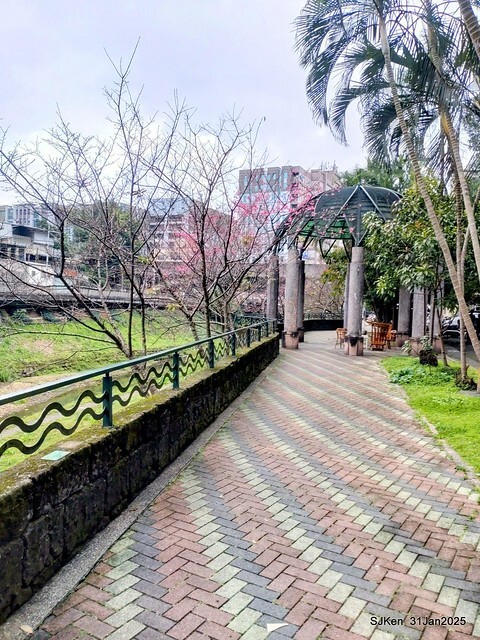 2025雙北平地賞櫻第四拍( --- 汐止文化櫻花季康誥溪櫻花大道(Cherry Blossoms at the creekside of Kangau creek), Hsingi district, Hsinpei city, SJKen, Jan 31, 2025.