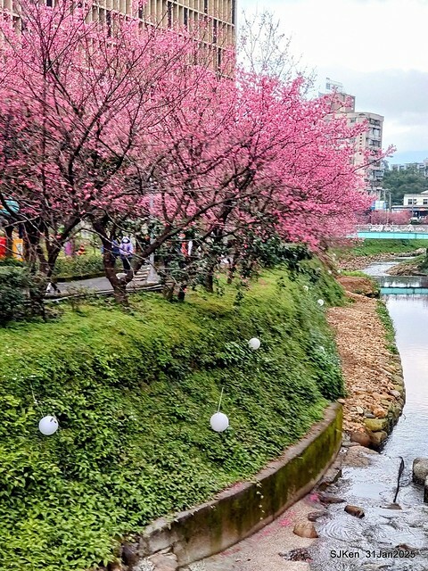 2025雙北平地賞櫻第四拍( --- 汐止文化櫻花季康誥溪櫻花大道(Cherry Blossoms at the creekside of Kangau creek), Hsingi district, Hsinpei city, SJKen, Jan 31, 2025.